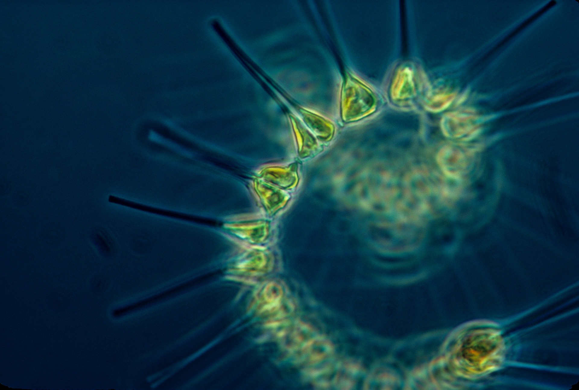 Mr Ros Marine Phytoplankton Powder