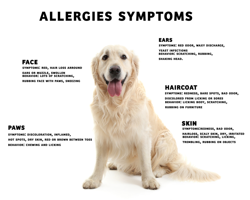 how can i treat my dogs skin allergies